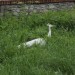 mini-IMG_1204